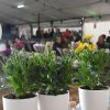 Menno's droom 2017